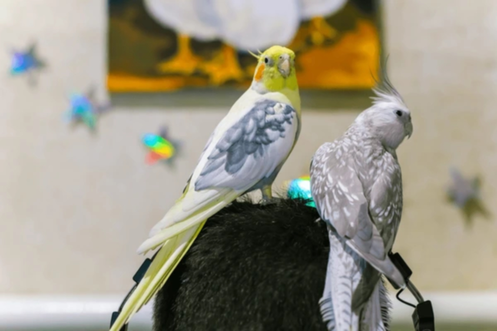 Papagaj-Kao-Ljubimac-U-Vasoj-Kuci-Kako-postupati-sa-papagajima