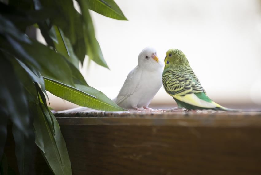Papagaj Kao Ljubimac U Vašoj Kući - Strpljenjem do ljubavi
